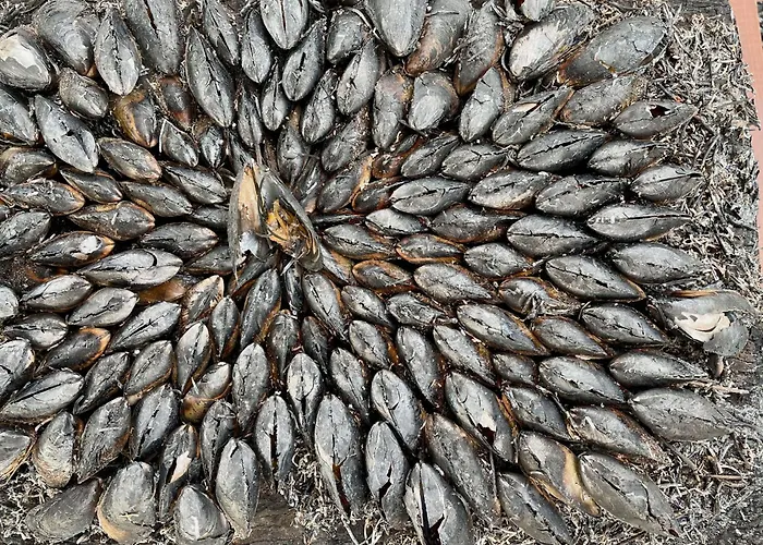 Сasa de vacaciones Superb Mobilhome Cc379 Siblu Les Charmettes Les Mathes